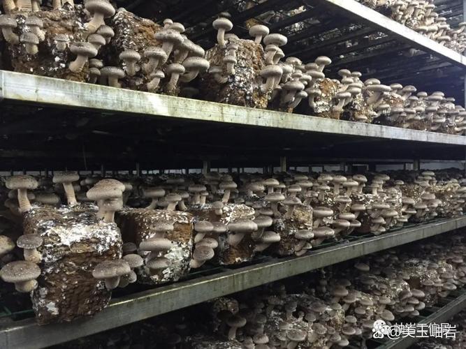 项目概况:项目位于岫岩玉产业开发园区,总投资
